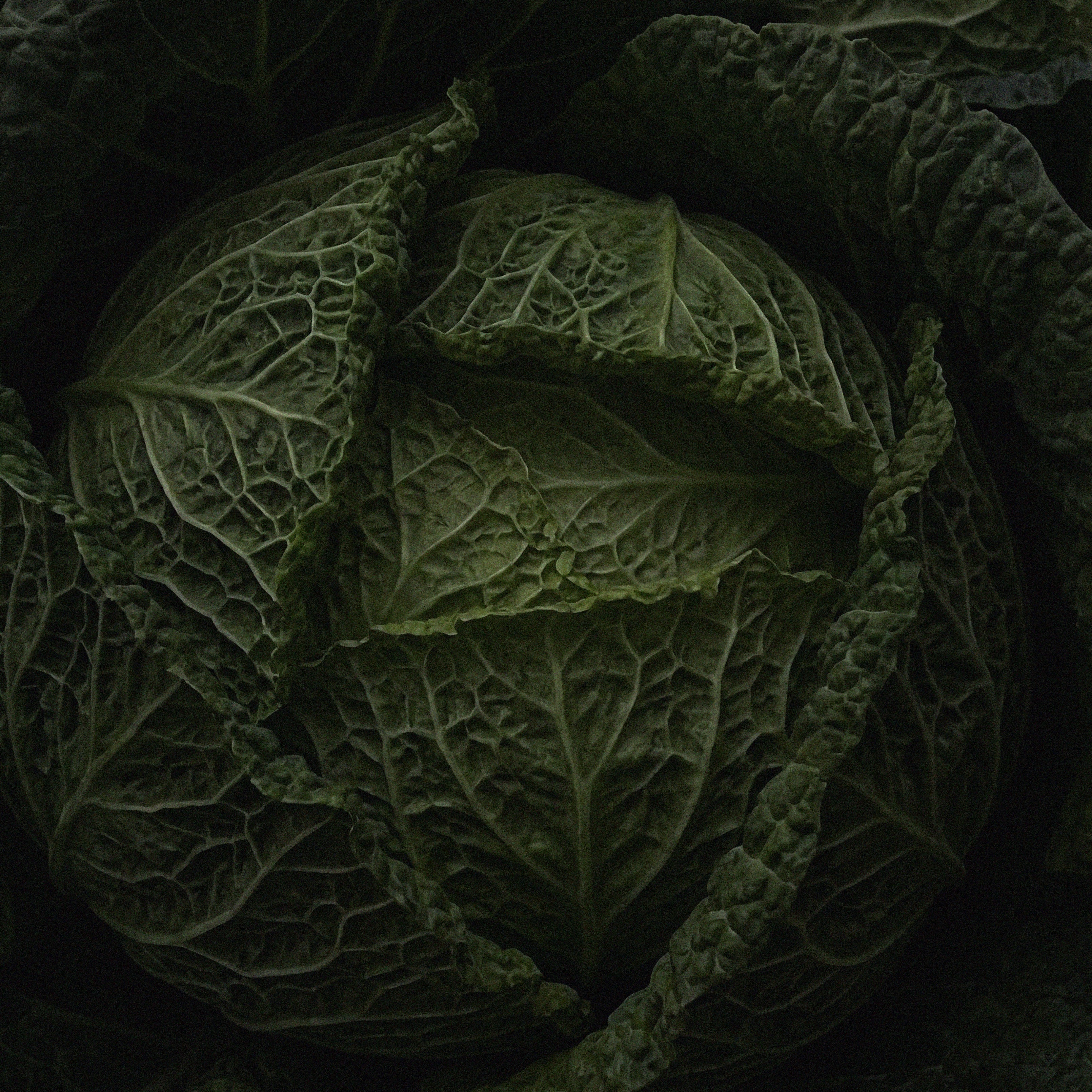 Close-up of a cabbage with detailed texture