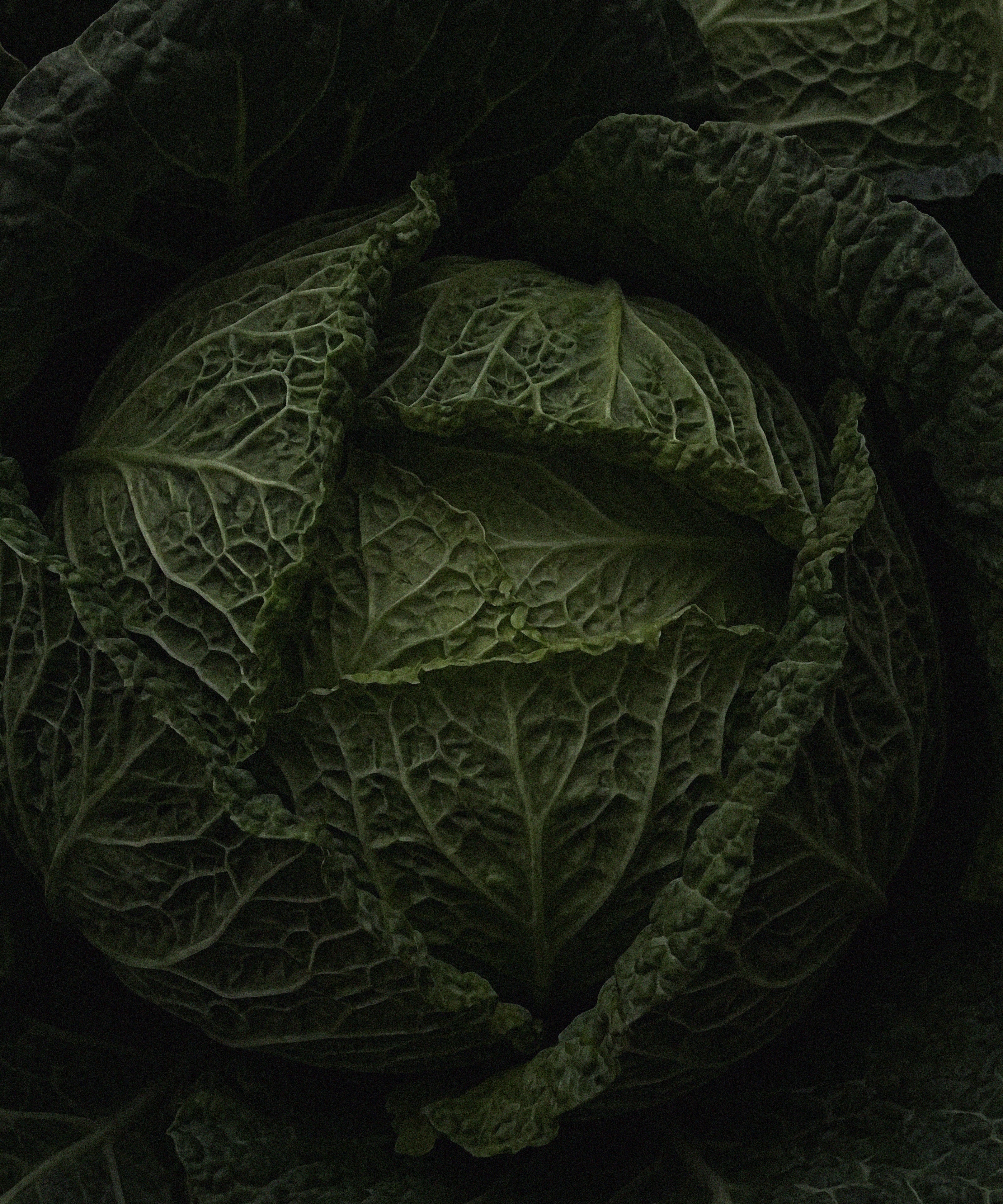 Close-up of a cabbage with detailed texture