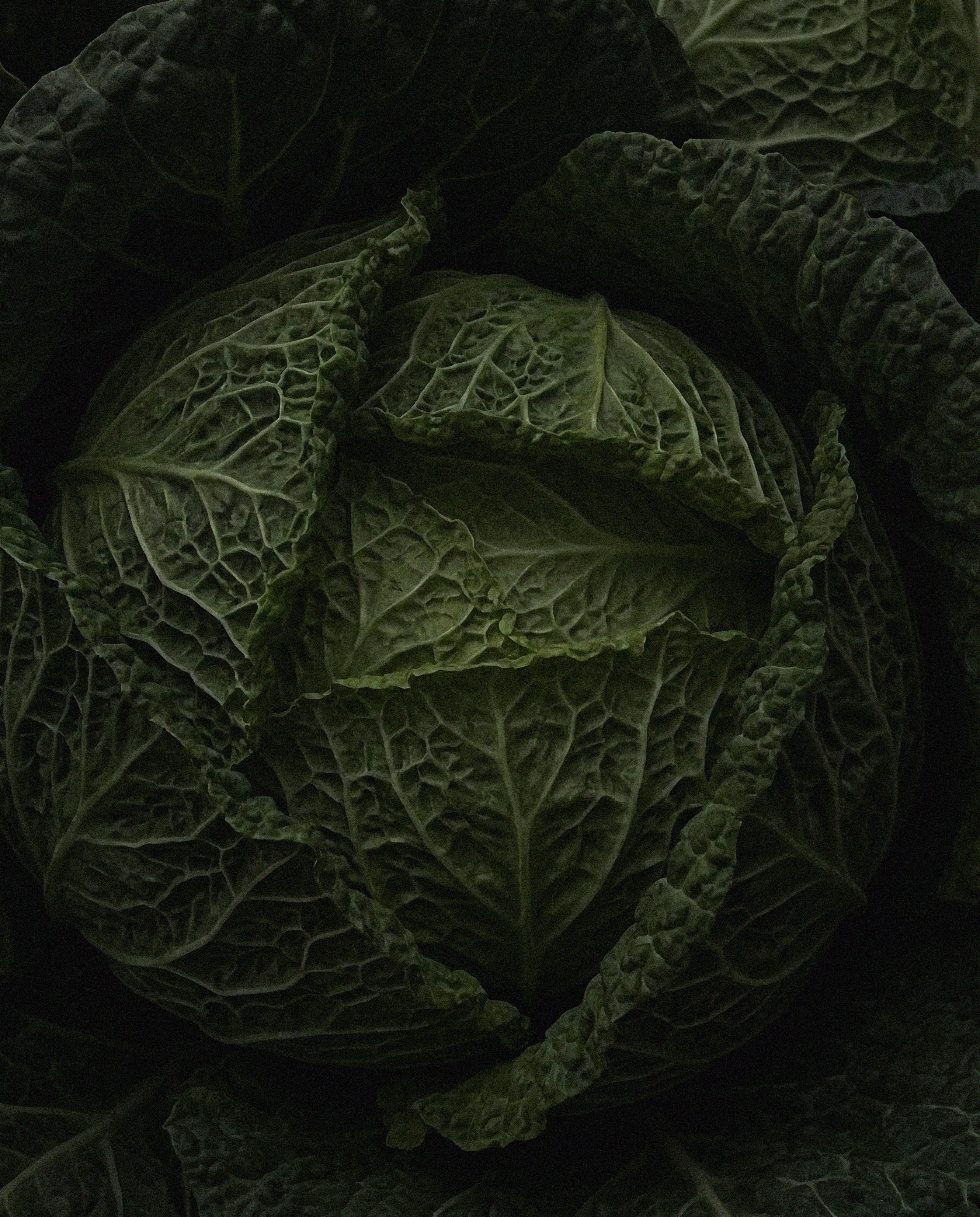 Close-up of a cabbage with detailed texture